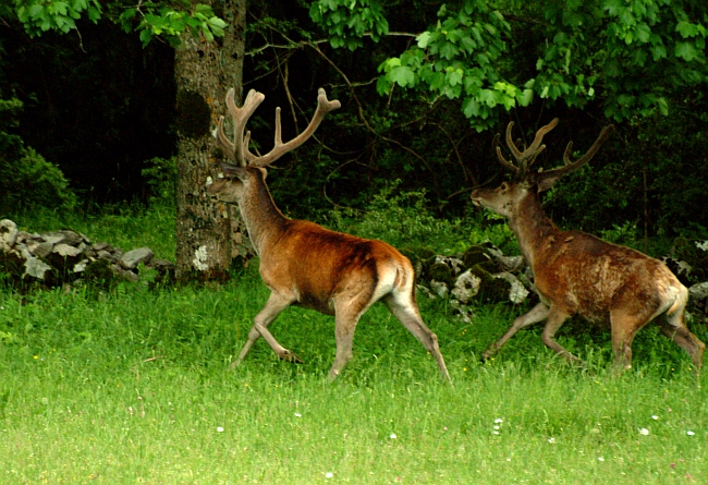 PASSIONE PER IL CERVO